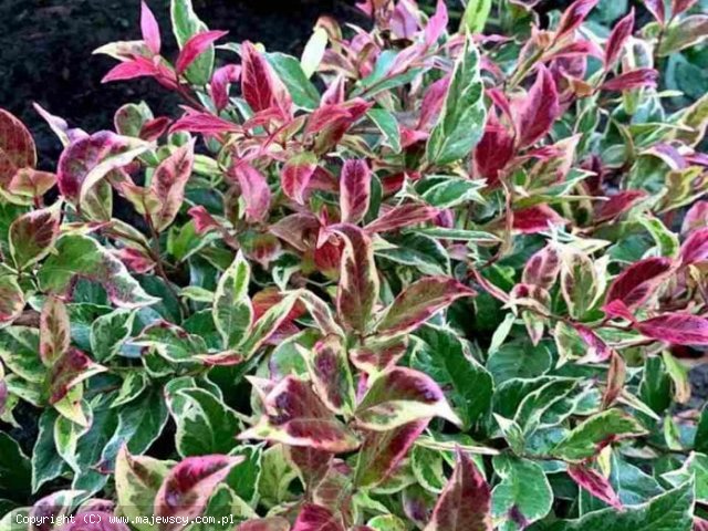 Leucothoe racemosa 'Fire Star'  -  odm. 'Fire Star' 