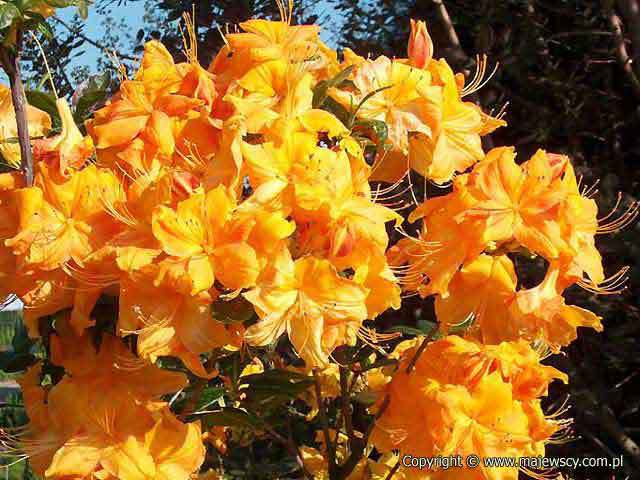 Rhododendron mollis 'Klondyke'  - large-flowered azaleas odm. 'Klondyke' 