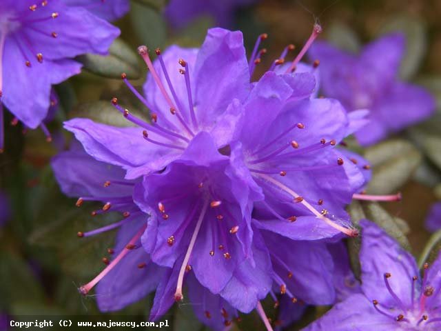 Rhododendron russatum 'Lauretta'  - różanecznik czerwieniejący odm. 'Lauretta' 