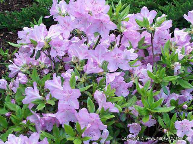 Rhododendron obtusum 'Ledikanense'  - japanese azalea odm. 'Ledikanense' 