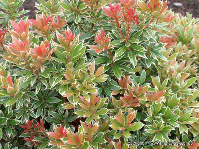 Pieris japonica 'Little Heath'  - перис японский odm. 'Little Heath' 