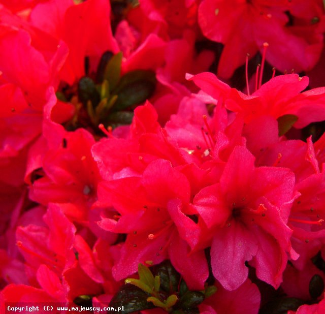 Rhododendron obtusum 'Little Red'  - azalia japońska odm. 'Little Red' 