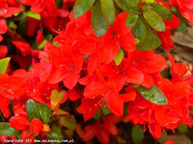 Rhododendron obtusum 'Lola'  - azalia japońska odm. 'Lola' 