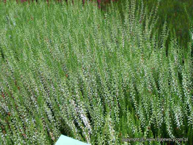 Calluna vulgaris 'Long White'  - common heather odm. 'Long White' 