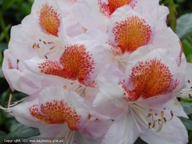 Rhododendron hybride 'Mrs. T. H. Lowinsky'  -  odm. 'Mrs. T. H. Lowinsky' 