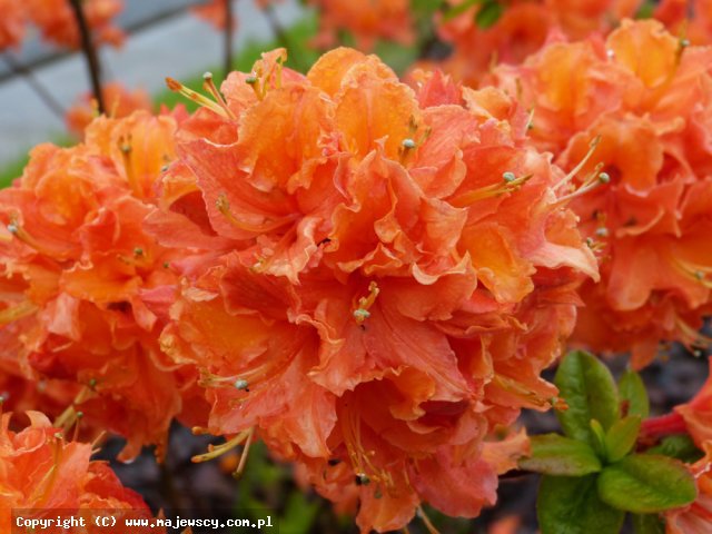 Rhododendron 'Mandaryn Lights'  -  odm. 'Mandaryn Lights' 