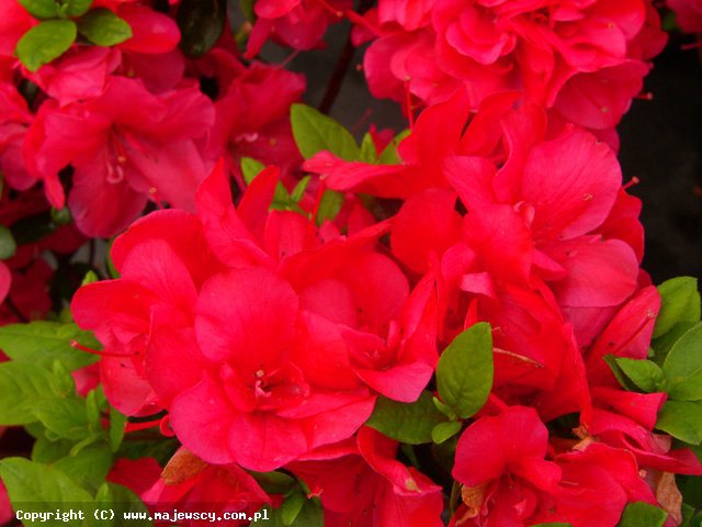 Rhododendron obtusum 'Maraschino' ® - azalia japońska odm. 'Maraschino' ®