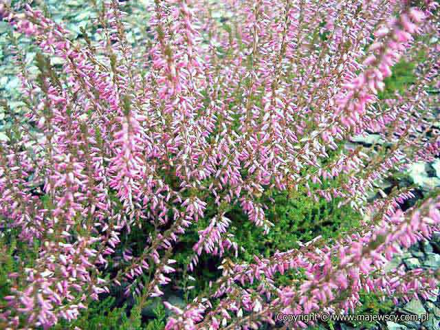 Calluna vulgaris 'Marlies' ® - вереск обыкновенный odm. 'Marlies' ®