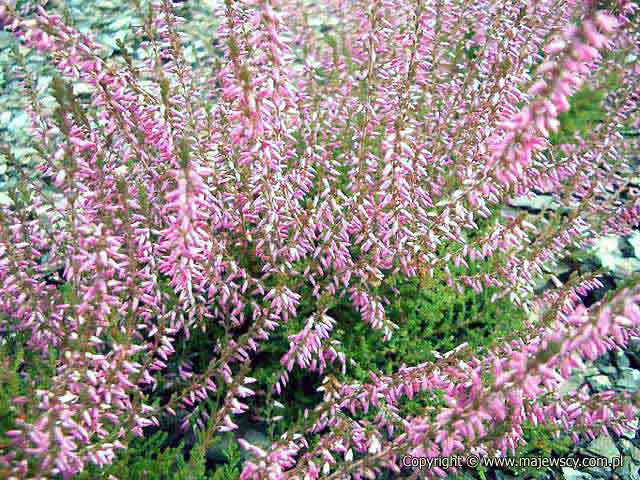 Calluna vulgaris 'Marlies' ® - wrzos pospolity odm. 'Marlies' ®