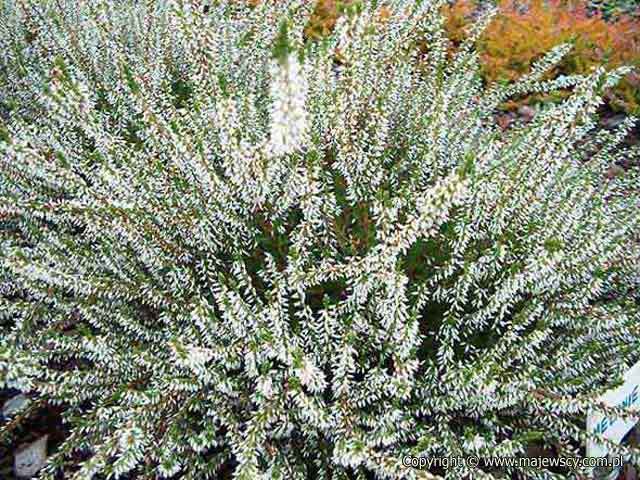 Calluna vulgaris 'Melanie' ® - wrzos pospolity odm. 'Melanie' ®