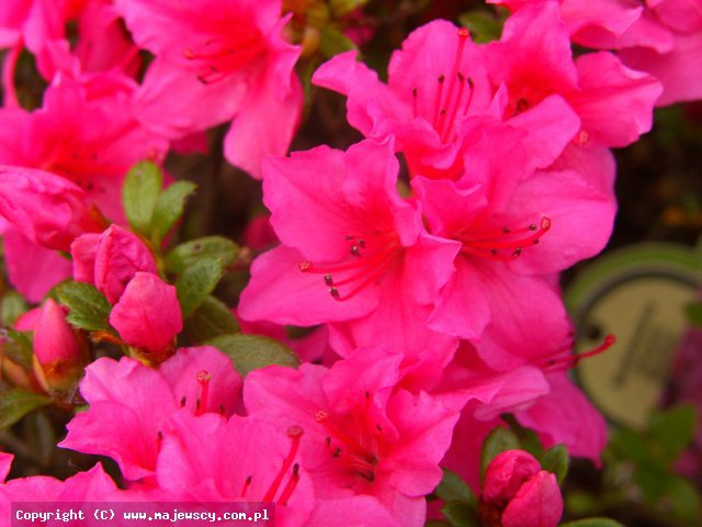 Rhododendron obtusum 'Michiko'  - azalia japońska odm. 'Michiko' 