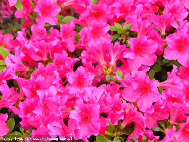 Rhododendron obtusum 'Michiko'  - azalia japońska odm. 'Michiko' 