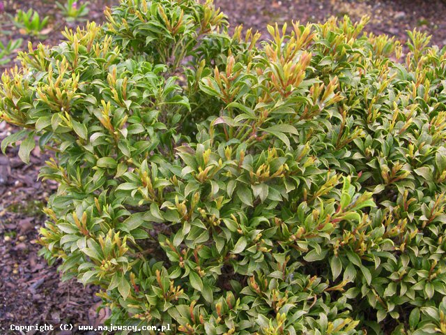 Pieris japonica 'Minor'  - pieris japoński odm. 'Minor' 