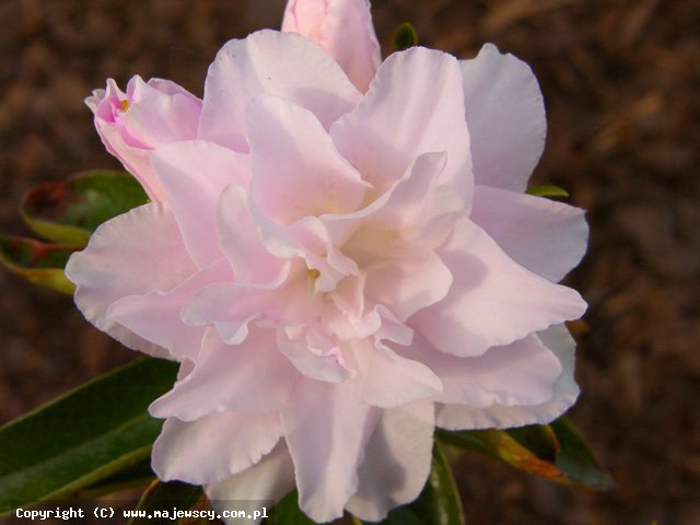 Rhododendron obtusum 'Mrs.Nancy Dippel'  - azalia japońska odm. 'Mrs.Nancy Dippel' 