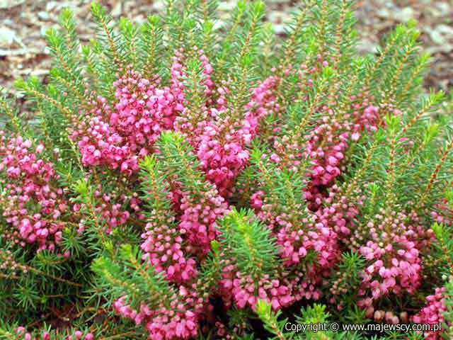 Erica vagans 'Mrs D.F. Maxwell'  - wrzosiec rozpierzchły odm. 'Mrs D.F. Maxwell' 