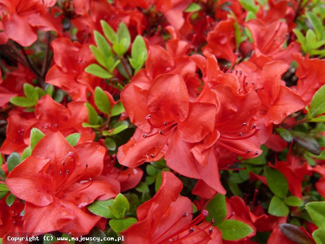 Rhododendron obtusum 'Muneira'  - azalia japońska odm. 'Muneira' 