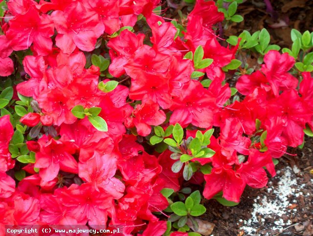 Rhododendron obtusum 'Muttertag'  - японская азалия odm. 'Muttertag' 