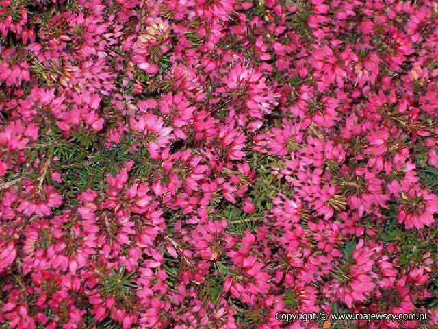 Erica carnea 'Nathalie'  - wrzosiec krwisty odm. 'Nathalie' 