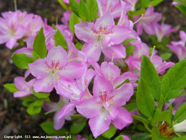 Rhododendron obtusum 'Neglige' ® - японская азалия odm. 'Neglige' ®