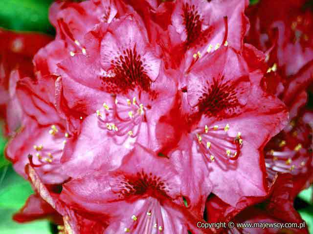 Rhododendron catawbiense 'Nova Zembla'  - catawba rosebay odm. 'Nova Zembla' 