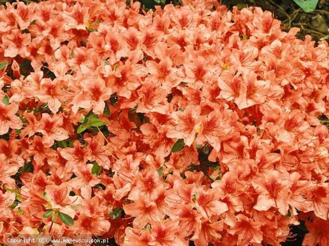 Rhododendron obtusum 'Orange Beauty'  - azalia japońska odm. 'Orange Beauty' 
