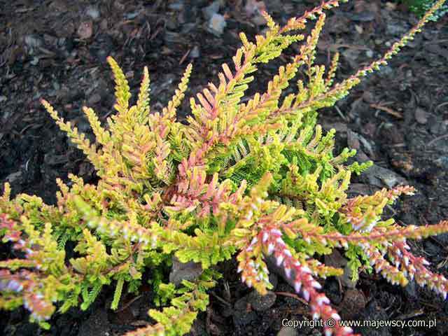 Calluna vulgaris 'Orange Queen'  - wrzos pospolity odm. 'Orange Queen' 