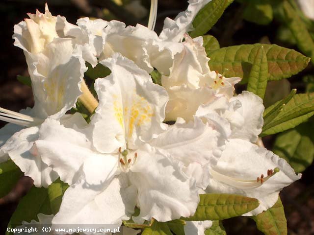 Rhododendron Knap Hill 'Oxydol'  - крупноцветущая азалия odm. 'Oxydol' 