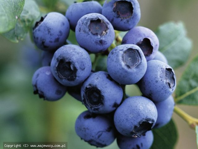 Vaccinium corymbosum 'Ozarkblue'  - голубика садовая odm. 'Ozarkblue' 