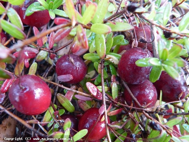 Vaccinium macrocarpon 'Macro Hoves'  - żurawina wielkoowocowa odm. 'Macro Hoves' 