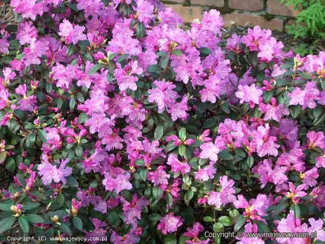 Rhododendron dauricum 'P.J.M.Elite'  -  odm. 'P.J.M.Elite' 