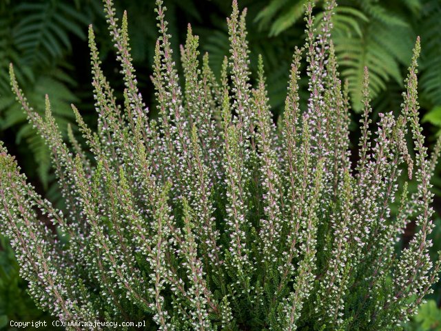 Calluna vulgaris 'Patrycia' ® - wrzos pospolity odm. 'Patrycia' ®