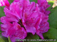 Rhododendron hybride 'Pearce's American Beauty'  - różanecznik mieszańcowy odm. 'Pearce's American Beauty' 