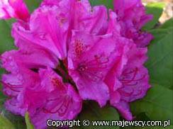 Rhododendron hybride 'Pearce's American Beauty'  - florist's azalea odm. 'Pearce's American Beauty' 