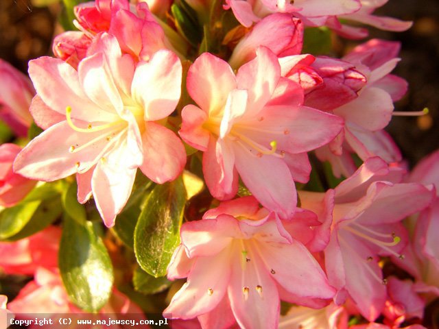 Rhododendron obtusum 'Roehr's Peggy Ann'  - azalia japońska odm. 'Roehr's Peggy Ann' 