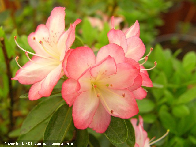 Rhododendron obtusum 'Roehr's Peggy Ann'  -  odm. 'Roehr's Peggy Ann' 