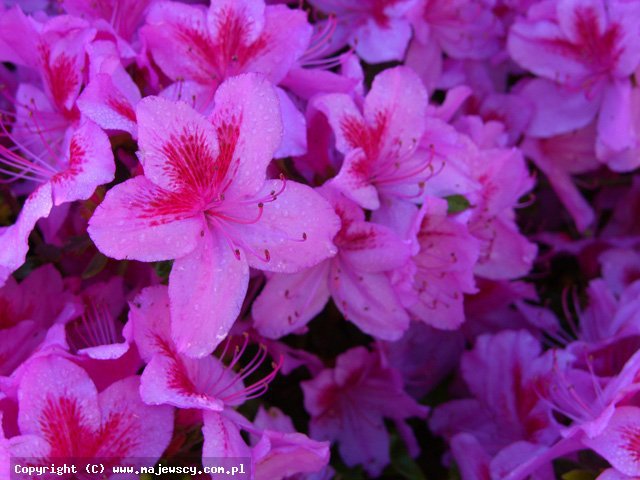 Rhododendron obtusum 'Peppina' ® -  odm. 'Peppina' ®