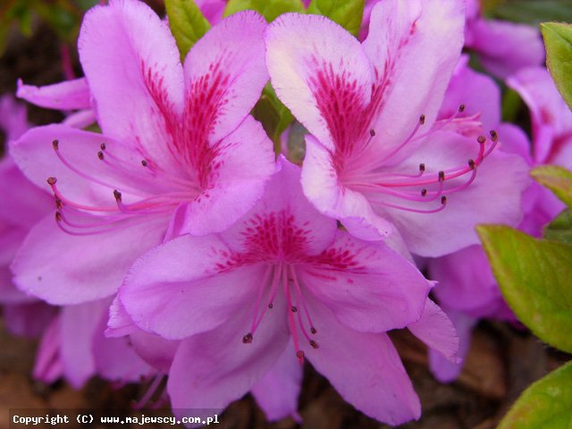 Rhododendron obtusum 'Peppina' ® - японская азалия odm. 'Peppina' ®