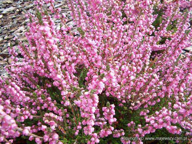 Calluna vulgaris 'Peter Sparkes'  - common heather odm. 'Peter Sparkes' 