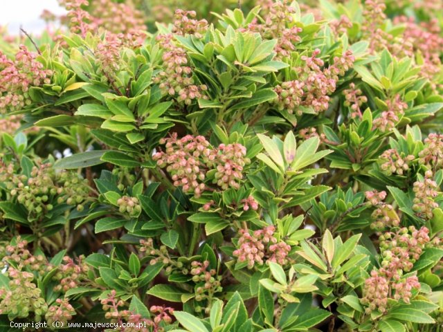 Pieris japonica 'Viking'  - pieris japoński odm. 'Viking' 