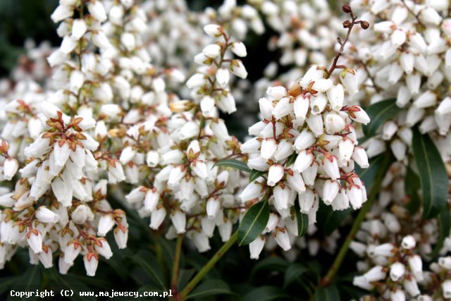 Pieris japonica  'Bonfire'  - pieris japoński odm. 'Bonfire' 