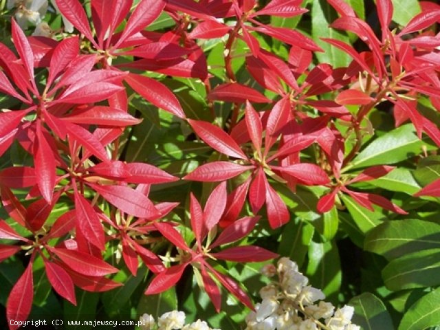 Pieris japonica 'Mountain Fire'  - pieris japoński odm. 'Mountain Fire' 