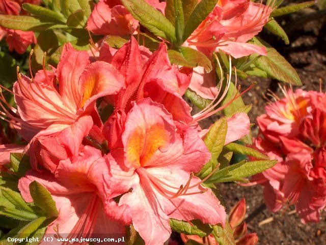 Rhododendron (Knaphill) 'Pink Delight'  - azalia wielokwiatowa odm. 'Pink Delight' 