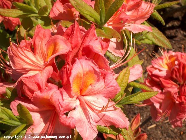 Rhododendron (Knaphill) 'Pink Delight'  - large-flowered azaleas odm. 'Pink Delight' 