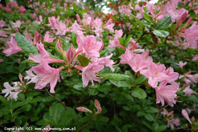 Rhododendron viscosum 'Pink Mimosa'  - azalia wielkokwiatowa odm. 'Pink Mimosa' 