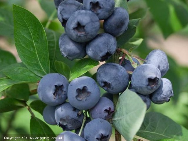 Vaccinium angustifolium 'Polaris'  - borówka pośrednia odm. 'Polaris' 