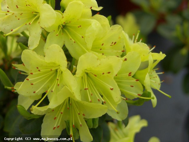 Rhododendron Keiskei 'Princess Anne'  - рододендрон odm. 'Princess Anne' 