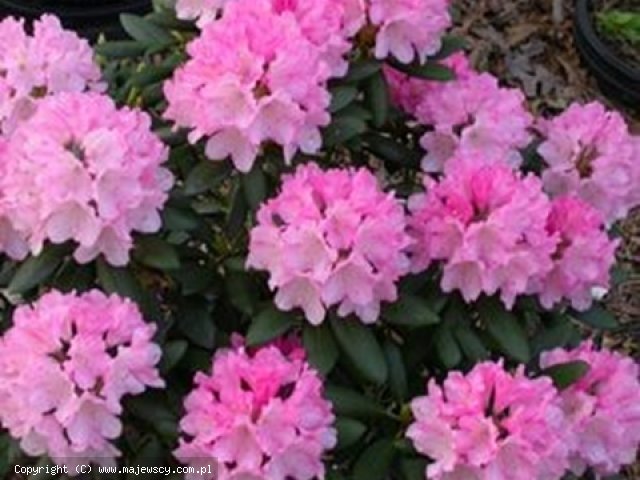 Rhododendron yakushimanum 'Kalinka'  - рододендрон якушиманьский odm. 'Kalinka' 