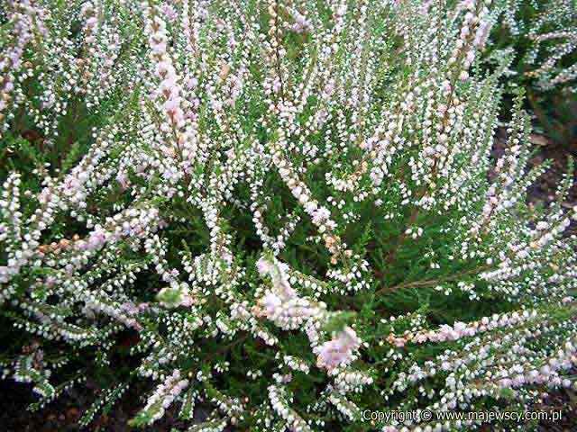 Calluna vulgaris 'Radnor'  - wrzos pospolity odm. 'Radnor' 