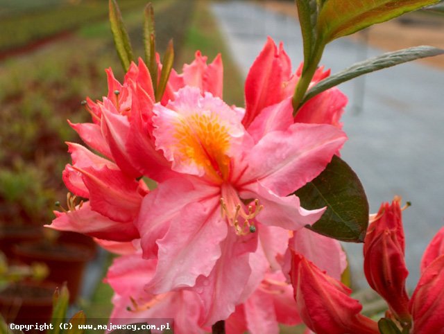 Rhododendron 'Raimunde'  -  odm. 'Raimunde' 