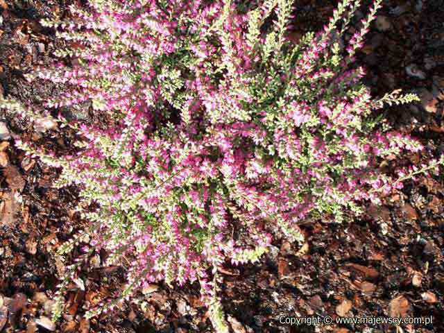 Calluna vulgaris 'Red Pimpernel'  - вереск обыкновенный odm. 'Red Pimpernel' 